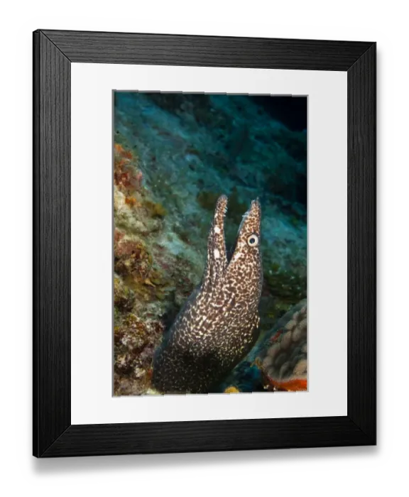 Framed Print : Spotted Moray Eel (Gymnothorax moringa), Utila, North Side, Bay Islands, Honduras Framed Print : Spotted Moray Eel (Gymnothorax moringa), Utila, North Side, Bay Islands, Honduras