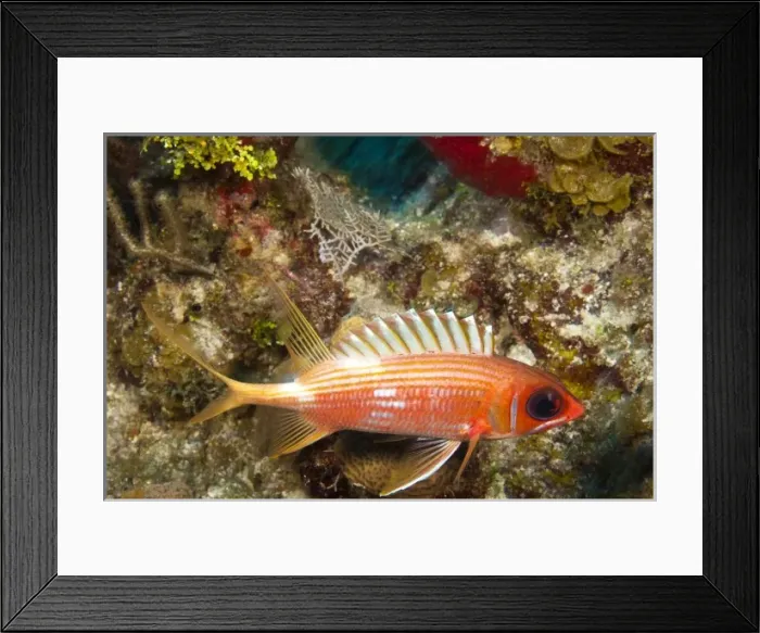 Framed Print : Squirrelfish, Utila, North Side, Bay Islands, Honduras, Central America Framed Print : Squirrelfish, Utila, North Side, Bay Islands, Honduras, Central America