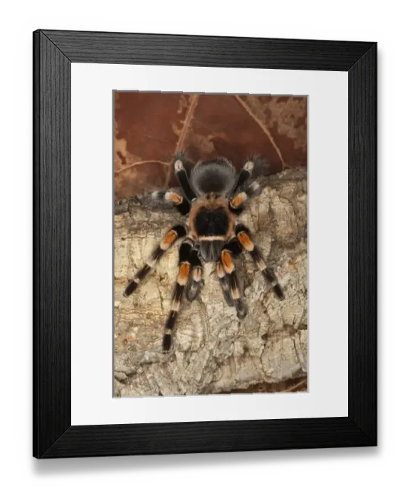 Framed Print : North America, Mexico Framed Print : North America, Mexico