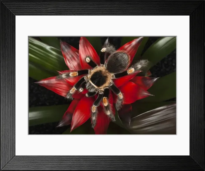 Framed Print : Mexican Red-Kneed Tarantula (Brachypelma smithi), Mexico Framed Print : Mexican Red-Kneed Tarantula (Brachypelma smithi), Mexico