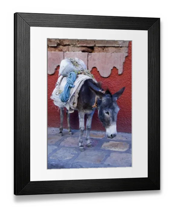 Framed Print : Mexico, San Miguel de Allende, Pack donkey with packs