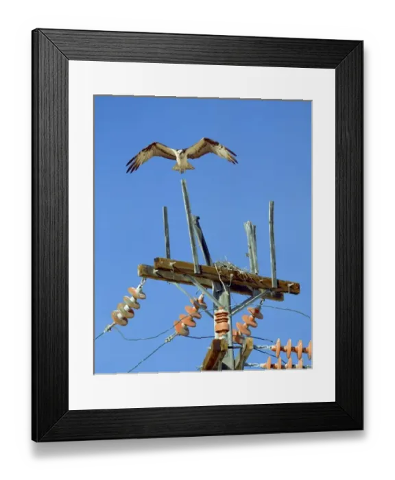 Framed Print : Mexico, Baja California, near Bahia Tortugas. Osprey hovering above nest on power pole