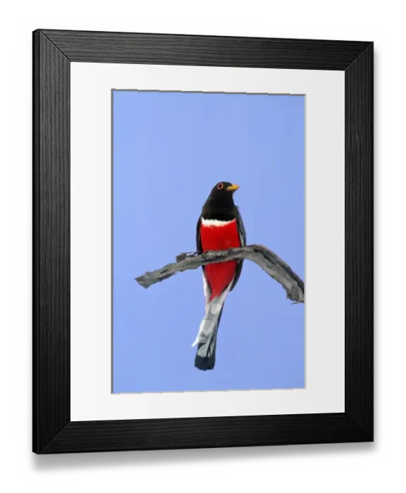 Framed Print : Mexico, Tamaulipas State. Close-up of wild elegant trogon male on dead branch