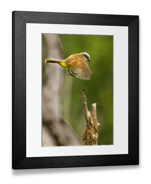 Framed Print : unknown. Mexico, Tamaulipas State. Social flycatcher landing on stump Framed Print : unknown. Mexico, Tamaulipas State. Social flycatcher landing on stump