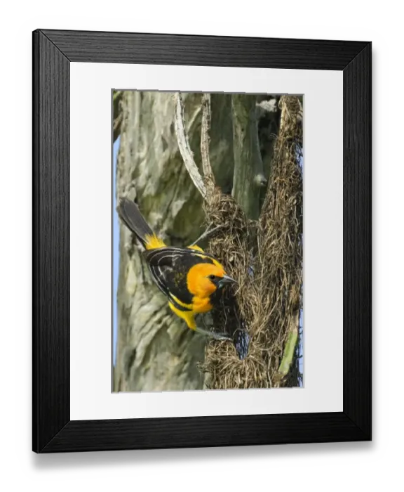 Framed Print : North America, Mexico