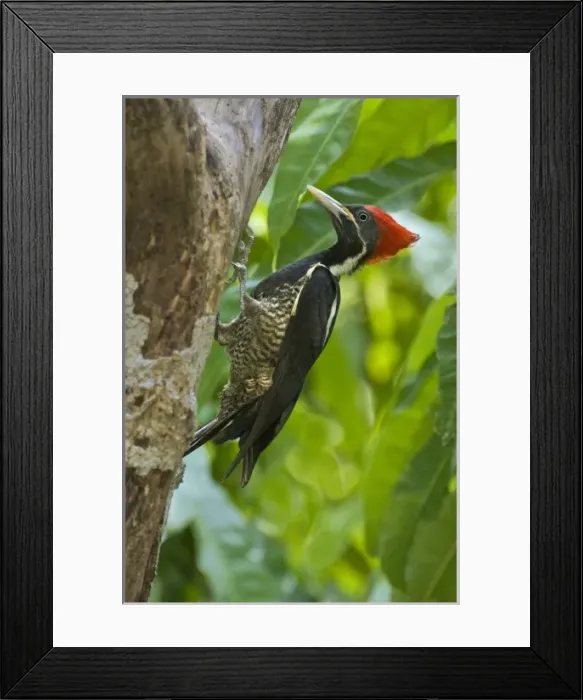 Framed Print : Mexico, Tamaulipas State. Lineated woodpecker perched on dead tree Framed Print : Mexico, Tamaulipas State. Lineated woodpecker perched on dead tree