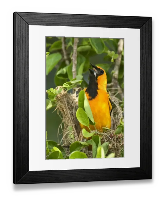 Framed Print : North America, Mexico Framed Print : North America, Mexico