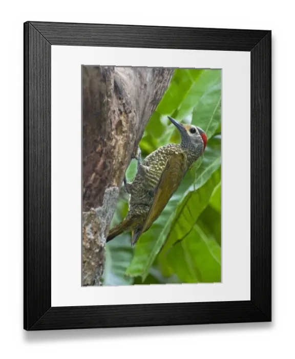 Framed Print : Mexico, Tamaulipas State. Male bronze-winged woodpecker at cavity nest Framed Print : Mexico, Tamaulipas State. Male bronze-winged woodpecker at cavity nest