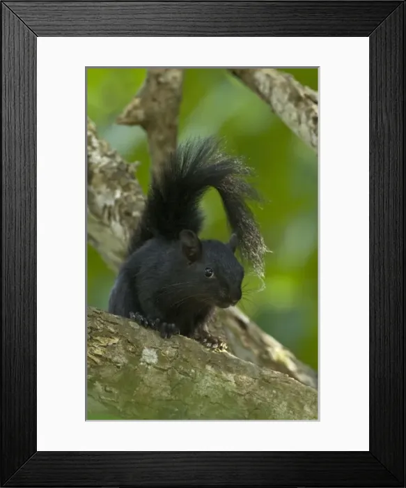 Framed Print : Mexico, Tamaulipas State. Curious red-bellied squirrel in black color phase on tree limb Framed Print : Mexico, Tamaulipas State. Curious red-bellied squirrel in black color phase on tree limb