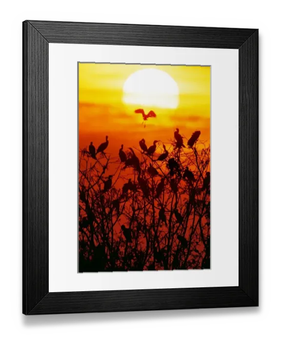 Framed Print : Mexico, Tamaulipas State. Silhouette of neotropic cormorants roosting at sunset Framed Print : Mexico, Tamaulipas State. Silhouette of neotropic cormorants roosting at sunset