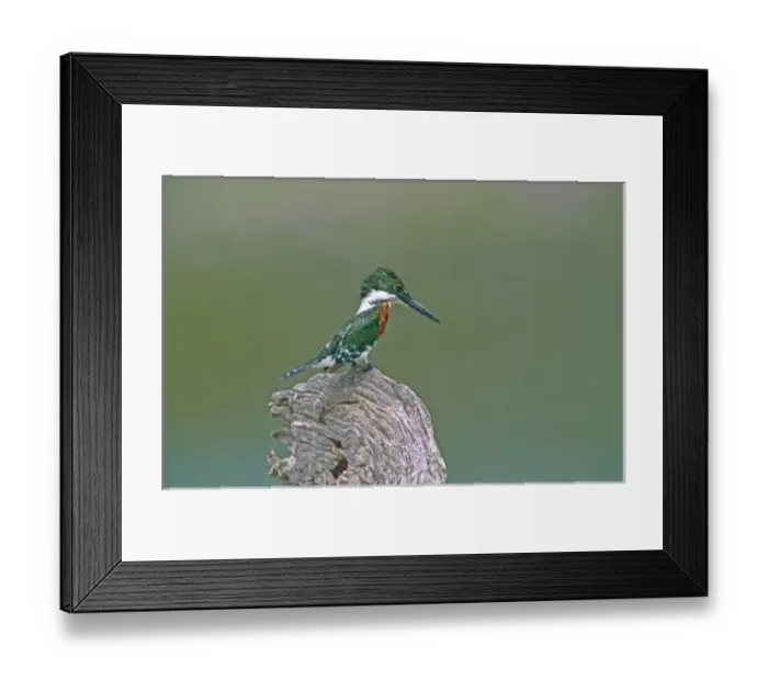 Framed Print : Mexico, Tamaulipas State. Close-up of green kingfisher male perched on stump looking Framed Print : Mexico, Tamaulipas State. Close-up of green kingfisher male perched on stump looking