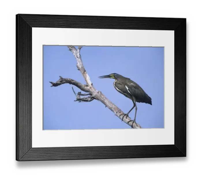 Framed Print : Mexico, Tamaulipas State. Bare-throated tiger heron standing on dead tree