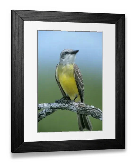 Framed Print : Mexico, Tamaulipas State. Couchs kingbird perched on mesquite branch Framed Print : Mexico, Tamaulipas State. Couchs kingbird perched on mesquite branch