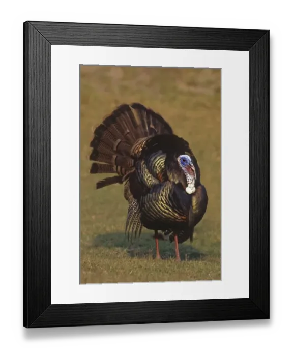 Framed Print : Mexico, Tamaulipas State. Wild tom turkey in mating display Framed Print : Mexico, Tamaulipas State. Wild tom turkey in mating display