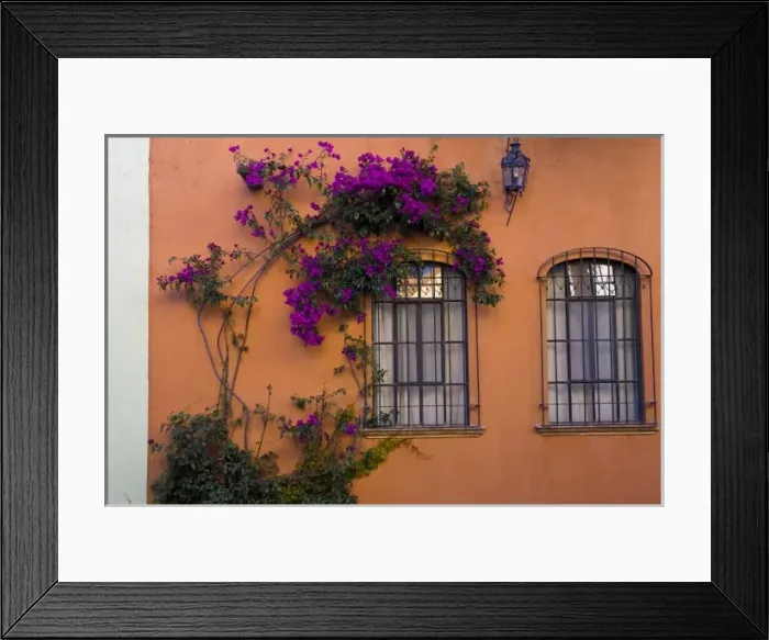 Framed Print : Mexico, San Miguel de Allende. Bougainvillea surrounding one of two windows in orange wall Framed Print : Mexico, San Miguel de Allende. Bougainvillea surrounding one of two windows in orange wall