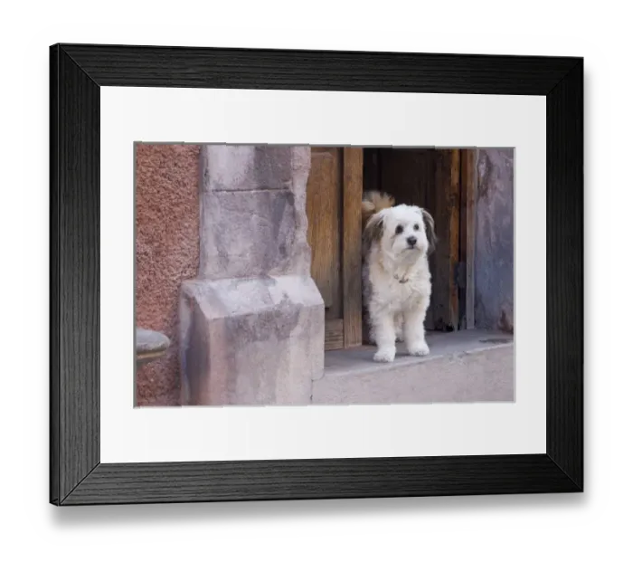 Framed Print : Mexico, San Miguel de Allende. White dog standing in open doorway Framed Print : Mexico, San Miguel de Allende. White dog standing in open doorway