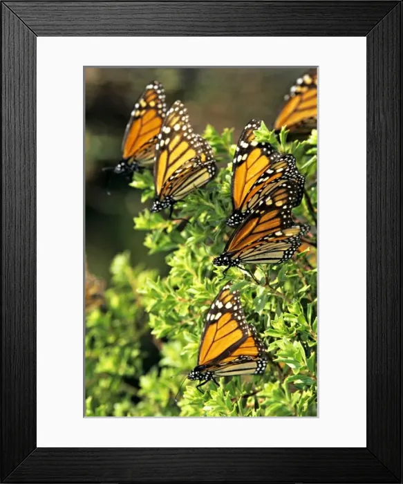 Framed Print : North America, Mexico