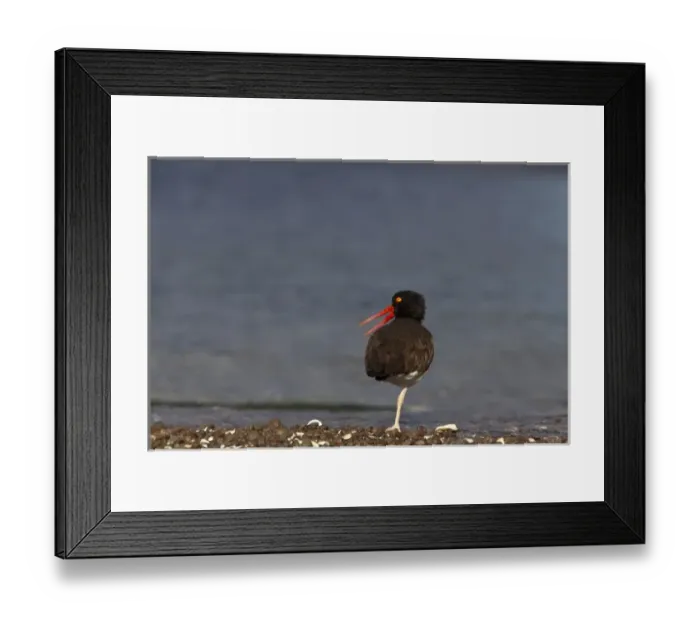 Framed Print : American oystercatcher along the shoreline of Isla Carmen in the Gulf of California