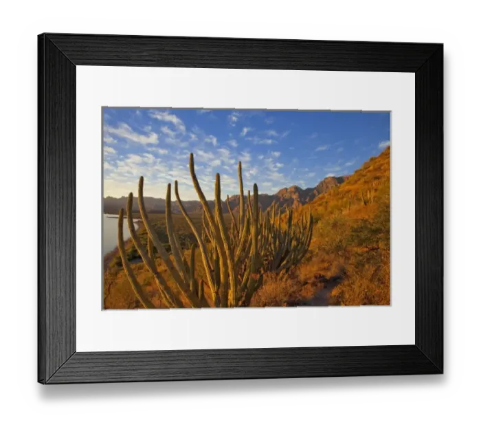 Framed Print : Organ Pipe cactus and the Sierra de la Giganta Range near Loreto Mexico