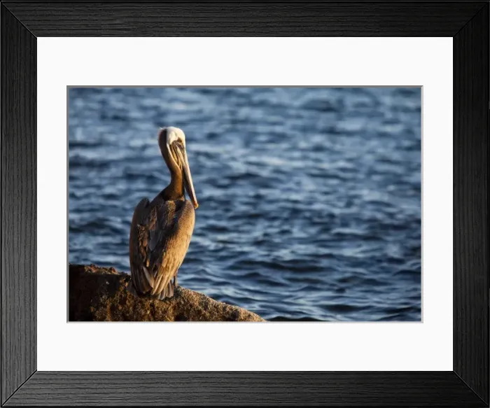 Framed Print : Brown pelican on rock in Puerto Escondido near Loreto Mexico Framed Print : Brown pelican on rock in Puerto Escondido near Loreto Mexico