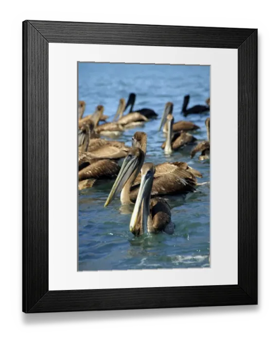 Framed Print : North America, Mexico, State of Guerrero, Ixtapa & Zihuatanejo. Pelicans