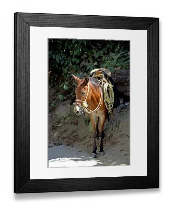 Framed Print : North America, Mexico, State of Jalisco, Puerto Vallarta, Yelapa. Local donkey Framed Print : North America, Mexico, State of Jalisco, Puerto Vallarta, Yelapa. Local donkey