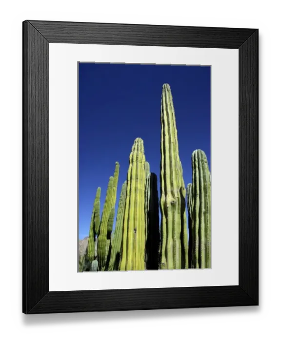 Framed Print : Mexico, Sonora, San Carlos. Saguaro & Organ Pipe cactus. THIS IMAGE HAS SOME RESTRICTIONS Framed Print : Mexico, Sonora, San Carlos. Saguaro & Organ Pipe cactus. THIS IMAGE HAS SOME RESTRICTIONS
