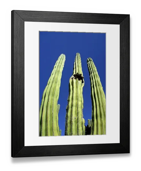 Framed Print : Mexico, State of Sonora, San Carlos. Saguaro cactus (Carnegiea gigantea) in Sonoran Desert Framed Print : Mexico, State of Sonora, San Carlos. Saguaro cactus (Carnegiea gigantea) in Sonoran Desert