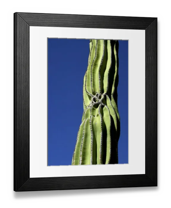 Framed Print : Mexico, San Carlos. Saguaro cactus (Carnegiea gigantea) THIS IMAGE HAS SOME RESTRICTIONS Framed Print : Mexico, San Carlos. Saguaro cactus (Carnegiea gigantea) THIS IMAGE HAS SOME RESTRICTIONS
