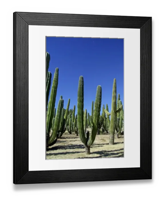 Framed Print : Mexico, Sonora, San Carlos. Saguaro & Organ Pipe cactus. THIS IMAGE HAS SOME RESTRICTIONS