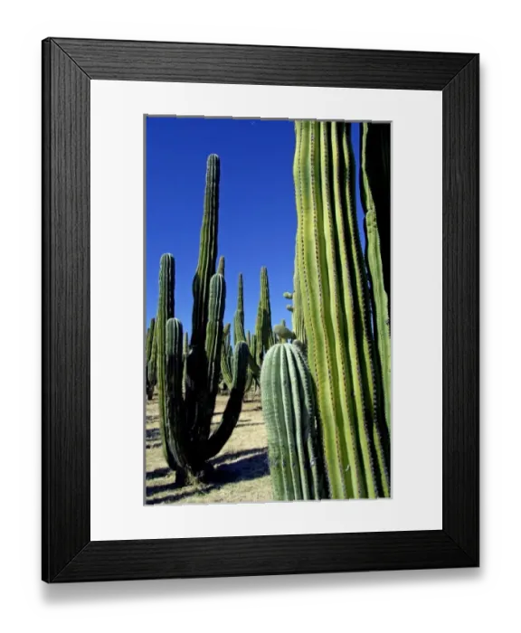 Framed Print : Mexico, Sonora, San Carlos. Saguaro & Organ Pipe cactus. THIS IMAGE HAS SOME RESTRICTIONS Framed Print : Mexico, Sonora, San Carlos. Saguaro & Organ Pipe cactus. THIS IMAGE HAS SOME RESTRICTIONS