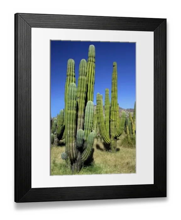 Framed Print : Mexico, State of Sonora, San Carlos. Saguaro (Carnegiea gigantea) & Organ Pipe (Lemaireocereus