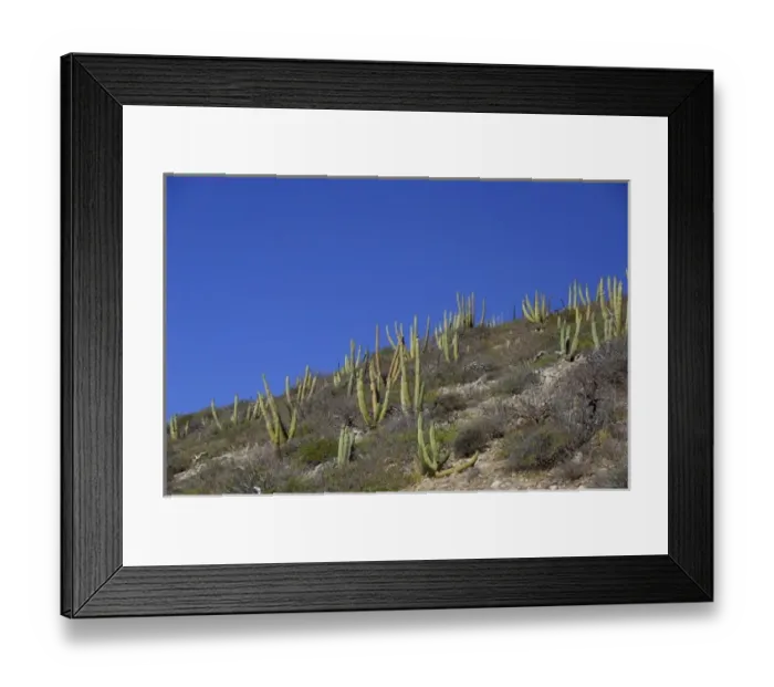 Framed Print : Mexico, San Carlos. Organ Pipe cactus. THIS IMAGE HAS SOME RESTRICTIONS FOR US LAND TOUR OPERATORS Framed Print : Mexico, San Carlos. Organ Pipe cactus. THIS IMAGE HAS SOME RESTRICTIONS FOR US LAND TOUR OPERATORS