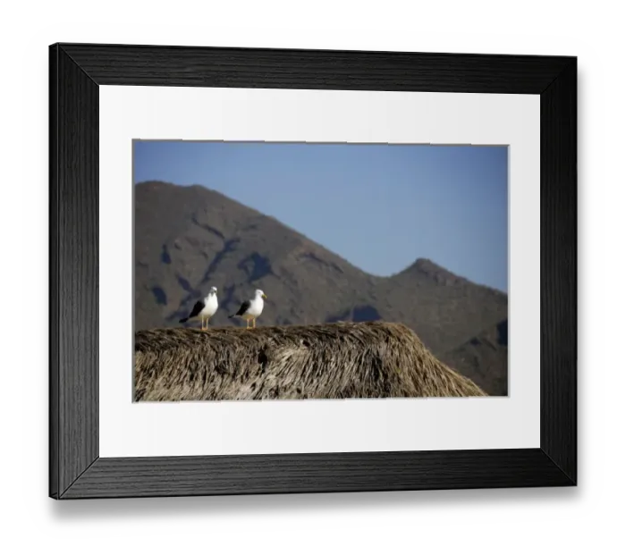 Framed Print : Mexico, State of Sonora, Guaymas. Pearl farm (aka Perlas del Mar de Cortez). THIS Framed Print : Mexico, State of Sonora, Guaymas. Pearl farm (aka Perlas del Mar de Cortez). THIS