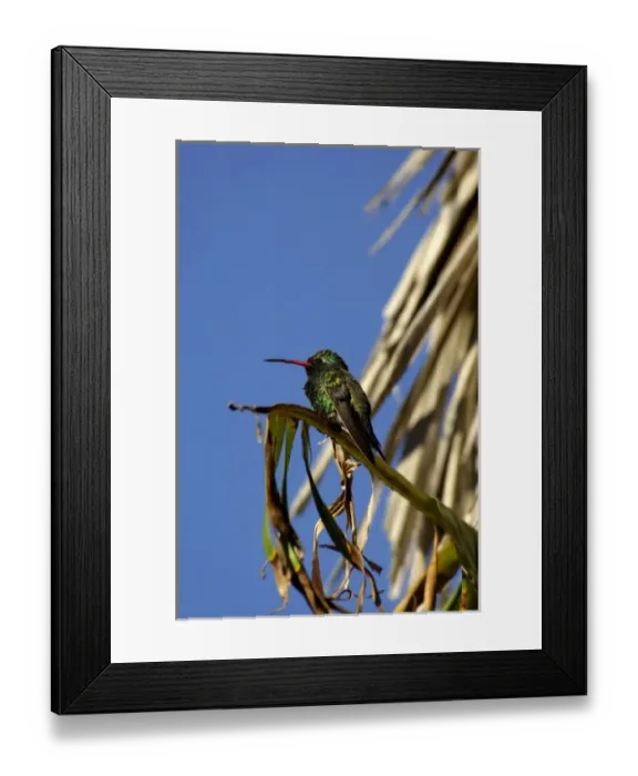 Framed Print : Mexico, State of Sinaloa, El Fuerte. Hummingbird. THIS IMAGE HAS SOME RESTRICTIONS Framed Print : Mexico, State of Sinaloa, El Fuerte. Hummingbird. THIS IMAGE HAS SOME RESTRICTIONS