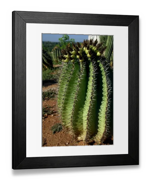 Framed Print : North America, Mexico Framed Print : North America, Mexico