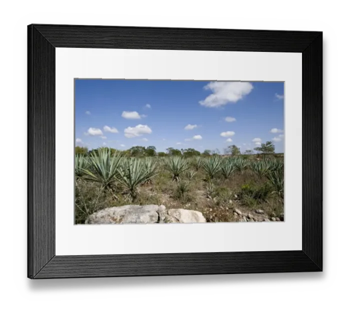 Framed Print : North America, Mexico, Yucatan, Merida. Hee are the sisal fields of a working hennequin Framed Print : North America, Mexico, Yucatan, Merida. Hee are the sisal fields of a working hennequin