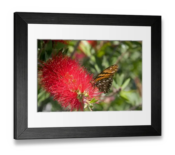 Framed Print : A monarch butterfly feeding on the bloom of a Crimson Bottlebrush near Teotihuacan Framed Print : A monarch butterfly feeding on the bloom of a Crimson Bottlebrush near Teotihuacan
