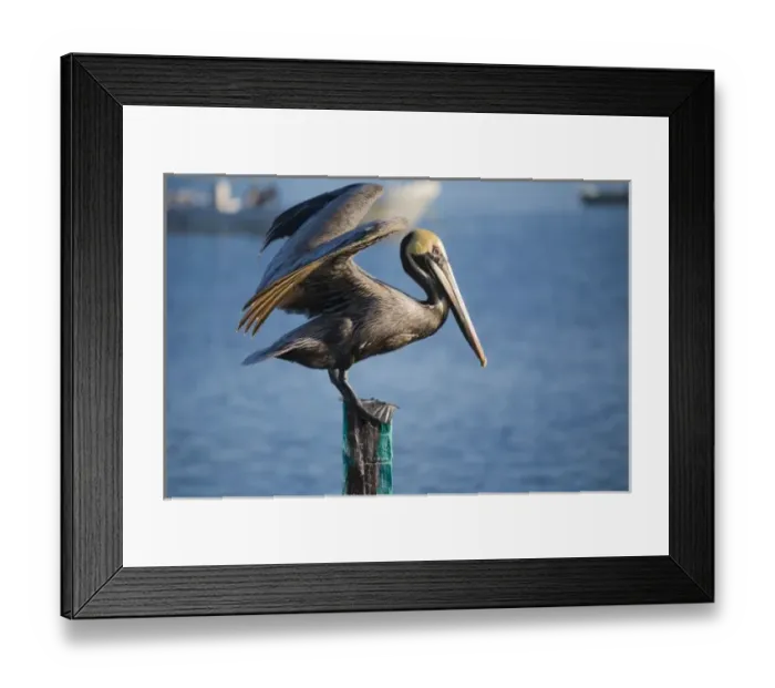 Framed Print : Mexico, Yucatan, San Felipe. A brown pelican sitting on the dock in the small coastal Framed Print : Mexico, Yucatan, San Felipe. A brown pelican sitting on the dock in the small coastal