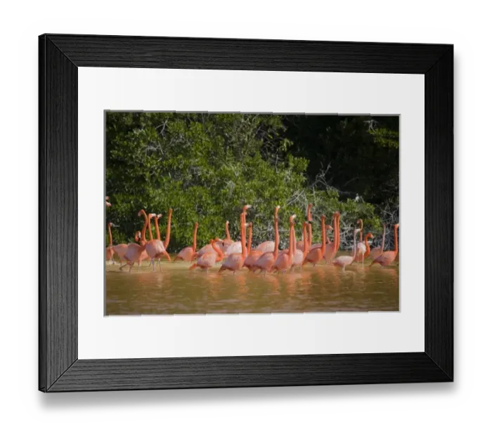Framed Print : Mexico, Yucatan. A flock of Carribean pink flamingos in the Celestun National Wildlife refuge