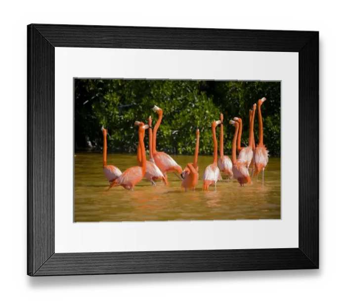 Framed Print : Mexico, Yucatan. A flock of Carribean pink flamingos in the Celestun National Wildlife refuge Framed Print : Mexico, Yucatan. A flock of Carribean pink flamingos in the Celestun National Wildlife refuge
