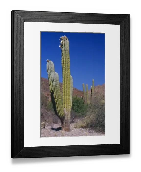 Framed Print : Mexico, Baja Peninsula, Sea of Cortez, Isla San Esteban, cardon cactus in arroyo