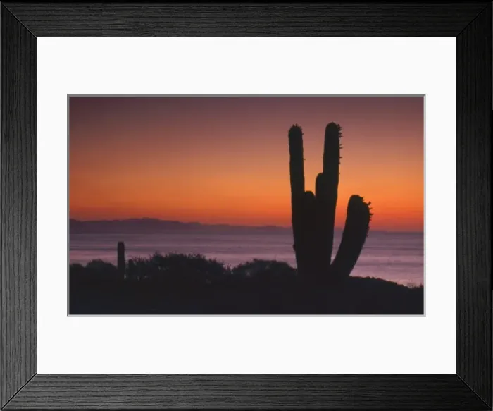 Framed Print : Mexico, Baja Peninsula, Sea of Cortez, Isla San Esteban, silhouette of cardon cactus Framed Print : Mexico, Baja Peninsula, Sea of Cortez, Isla San Esteban, silhouette of cardon cactus