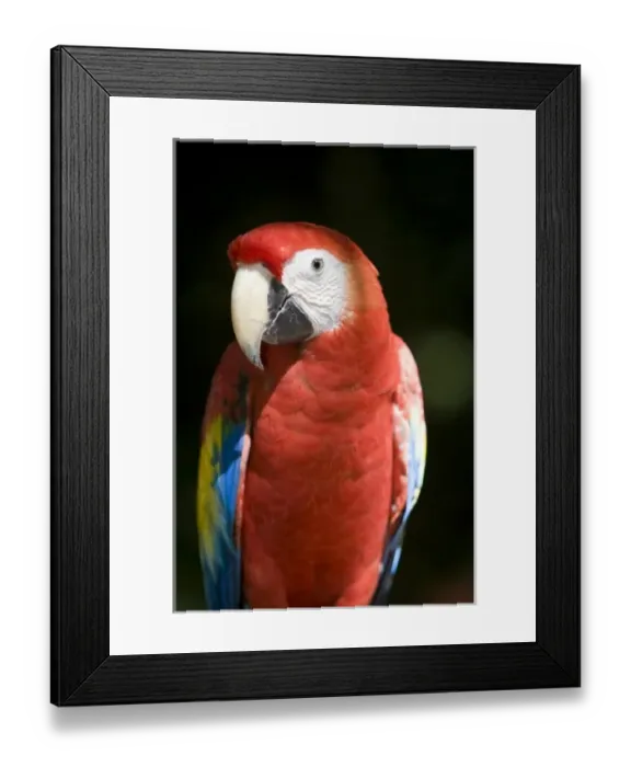 Framed Print : Mexico, Yucatan, Merida, scarlet macaw (Ara macao) - captive Framed Print : Mexico, Yucatan, Merida, scarlet macaw (Ara macao) - captive
