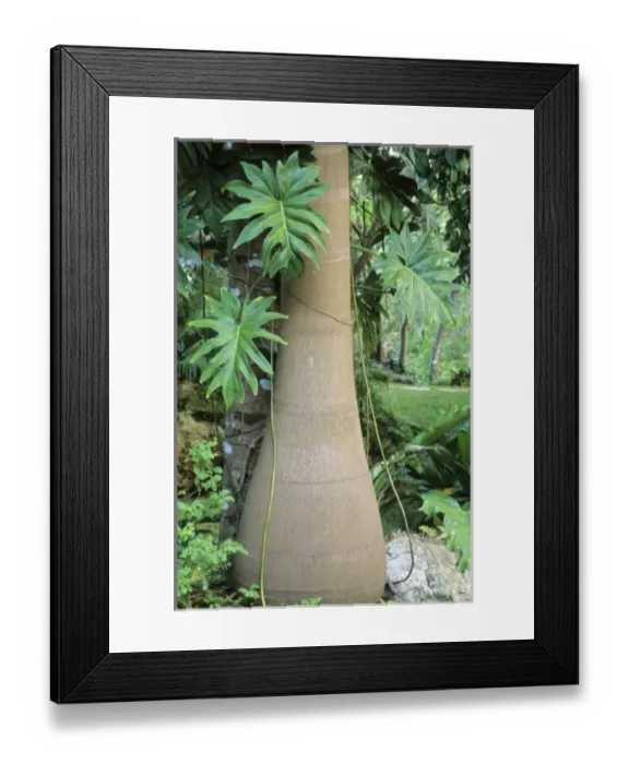 Framed Print : Mexico, Yucatan, Chichen Itza, palm tree trunk and leaves