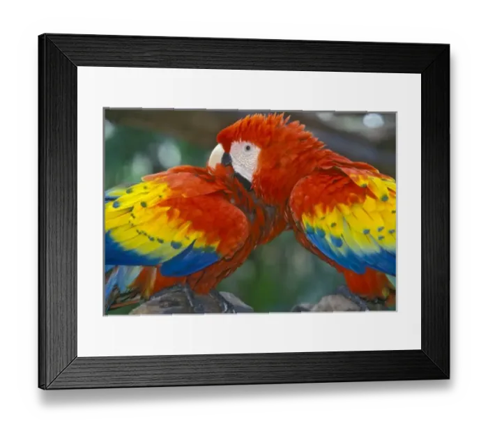 Framed Print : Two Parrots preening at the Xcaret Tourist Destination near Playa de Carmen and Playa de Cozumel