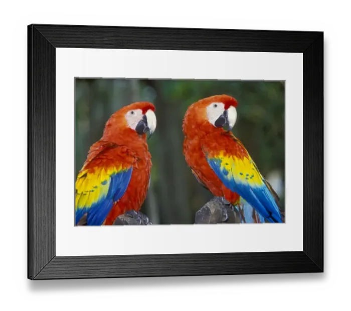 Framed Print : Two Parrots at the Xcaret Tourist Destination near Playa de Carmen and Playa de Cozumel Framed Print : Two Parrots at the Xcaret Tourist Destination near Playa de Carmen and Playa de Cozumel