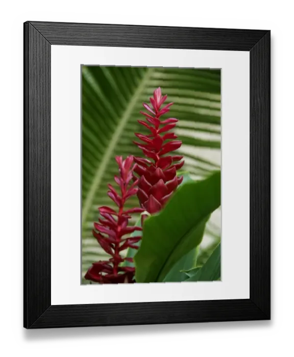 Framed Print : Puerto Vallarta, Mexico. Red ginger plant Framed Print : Puerto Vallarta, Mexico. Red ginger plant