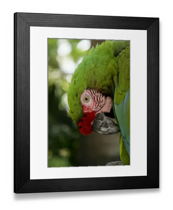 Framed Print : Puerto Vallarta, Mexico. Military Macaw Framed Print : Puerto Vallarta, Mexico. Military Macaw