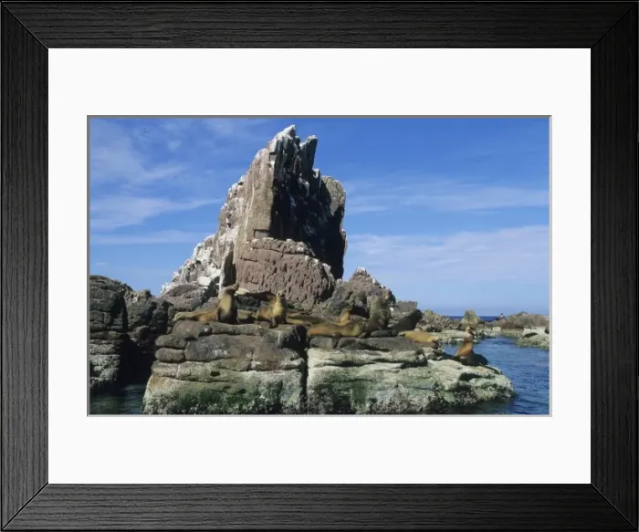Framed Print : Mexico, Sea of Cortez, Los Islotes, California Sea Lions, (Zalophus californianus) Framed Print : Mexico, Sea of Cortez, Los Islotes, California Sea Lions, (Zalophus californianus)